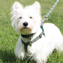 West Highland Terrier in Tartan Dog Collar and harness