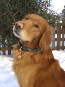 Post: Photographing your dog - golden retriever