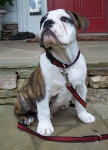 Photographing your dog: Bulldog puppy