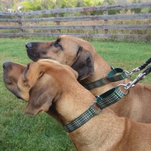 martingale collars are great for control and training