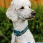 White Dog in Teal Martingale