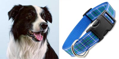 Irish dogs, Irish Border Collie, Blue Dog Collar