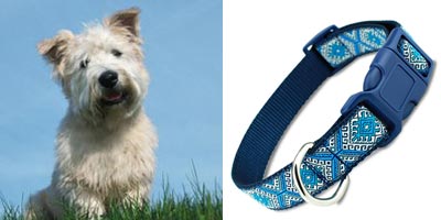 Glenn of Imal Terrier in BLue Aztec Dog Collar