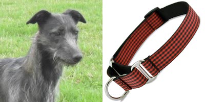 Irish Lurcher in Buffalo Plaid Martingale Dog Collar