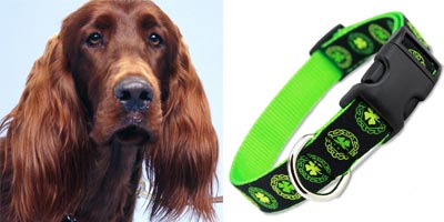 Irish dogs, Irish Setter in an Irish Dog Collar
