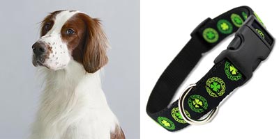 Irish dogs, Red & White Irish Setter with Irish Dog Collar