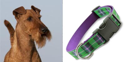 Irish Dogs, Irish Terrier, Hibernan tartan dog collar