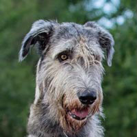 the artful canine leads the artful canine leads