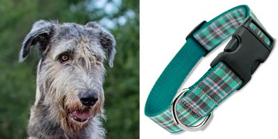 Irish Wolfhound in Preppy Puppy Plaid dog collar