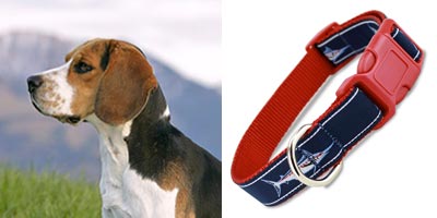 Kerry Beagle in Marlin Fish Dog Collar