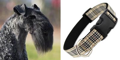 Kerry Blue Terrier in Furberry Plaid Dog Collar
