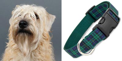 Irish Dogs, Wheaten Terrier in Blackwatch Tartan Dog Collar