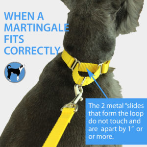 proper fit is part of Martingale collar safety and use