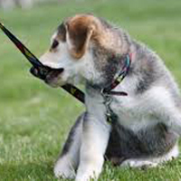 dog collar and leash care, puppy chewing